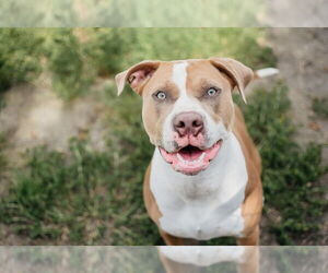 American Pit Bull Terrier Dogs for adoption in Longview, WA, USA