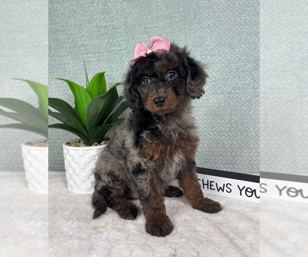 Medium Photo #3 Goldendoodle (Miniature) Puppy For Sale in GREENFIELD, IN, USA