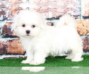 Zuchon Puppy for sale in BEL AIR, MD, USA