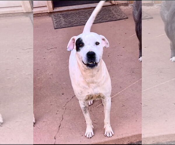 Medium Photo #2 Dalmatian-Unknown Mix Puppy For Sale in Ball Ground, GA, USA