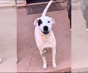 Dottie - Female Dalmatian-Unknown Mix Dog for Adoption - Photo #2