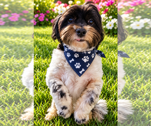 Shih Tzu Dogs for adoption in McKinney, TX, USA