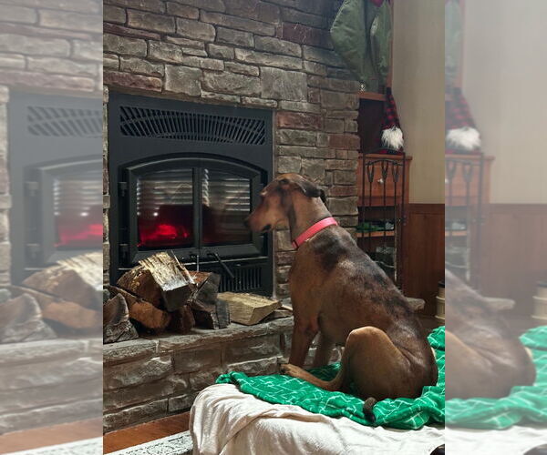 Medium Photo #5 Great Dane-Rhodesian Ridgeback Mix Puppy For Sale in Bullard, TX, USA
