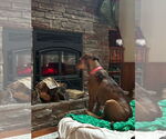 Small #4 Great Dane-Rhodesian Ridgeback Mix