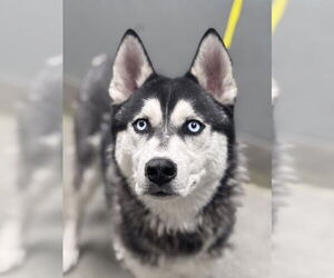Siberian Husky Mix Dog for Adoption in Las Vegas, Nevada USA