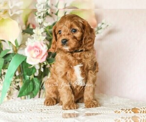 Cavapoo Puppy for sale in DENVER, PA, USA