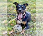 Small #22 Rottweiler Mix