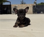 Small #1 French Bulldog