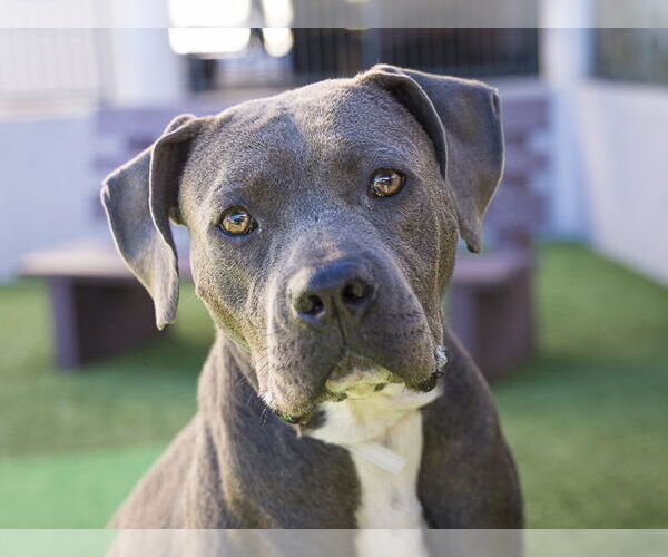 Medium Photo #2 Mutt Puppy For Sale in Pasadena, CA, USA