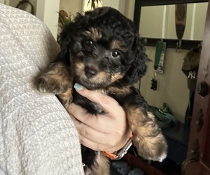 Medium Bichpoo-Poodle (Miniature) Mix