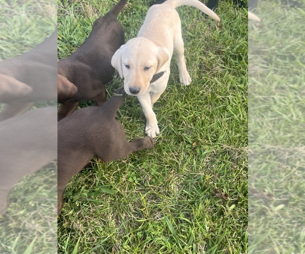 Medium Photo #2 Labrador Retriever Puppy For Sale in PETERSBURG, TN, USA