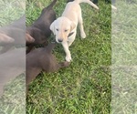 Small #1 Labrador Retriever