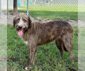 Labrador Retriever-Unknown Mix Dogs for adoption in Conroe, TX, USA