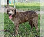 KASSIDY - Female Labrador Retriever-Unknown Mix Dog for Adoption - Small photo