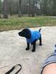 Small Photo #3 German Shorthaired Lab Puppy For Sale in FRIENDSWOOD, TX, USA