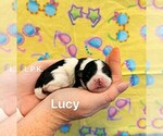 Image preview for Ad Listing. Nickname: Tiny Lucy