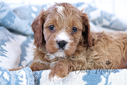 Medium Photo #4 Cavapoo Puppy For Sale in EPHRATA, PA, USA