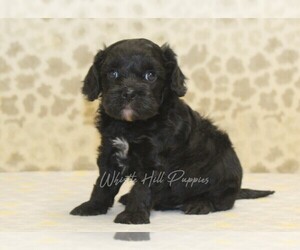 Cavapoo Puppy for sale in DENVER, PA, USA