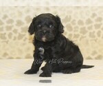 Image preview for Ad Listing. Nickname: Eddy