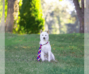 Shiba Inu-Unknown Mix Dogs for adoption in Unionville, PA, USA