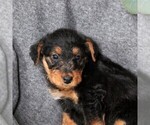 Small Photo #3 Airedale Terrier Puppy For Sale in HOLTWOOD, PA, USA