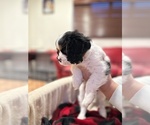 Small #3 Cavalier King Charles Spaniel