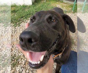 Labrador Retriever-Unknown Mix Dogs for adoption in Stover, MO, USA