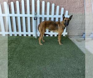 Mutt Dogs for adoption in Modesto, CA, USA