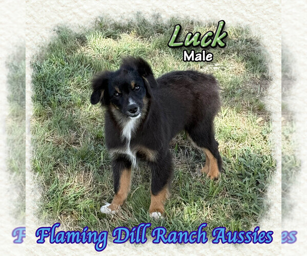 Medium Photo #1 Miniature Australian Shepherd Puppy For Sale in FORESTBURG, TX, USA