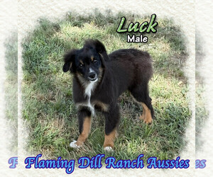 Miniature Australian Shepherd Puppy for sale in FORESTBURG, TX, USA