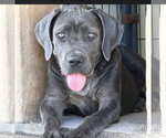 Small #2 Mutt