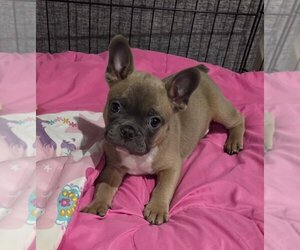Faux Frenchbo Bulldog Puppy for sale in IRVING, TX, USA