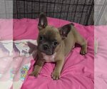 Small Faux Frenchbo Bulldog