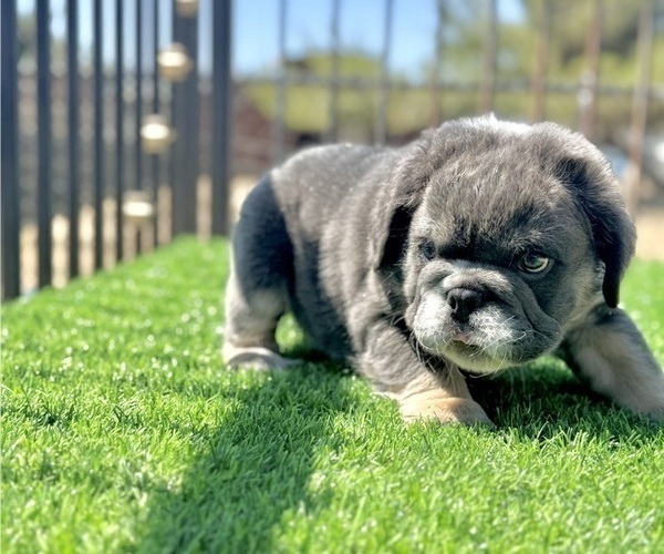 Medium Photo #3 English Bulldog Puppy For Sale in GUILFORD, CT, USA