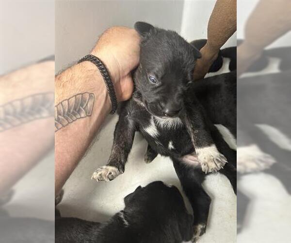 Medium Photo #1 Mutt Puppy For Sale in Houston, TX, USA