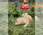 Image preview for Ad Listing. Nickname: AKC Golden Retr