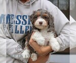 Small #2 Bernedoodle (Miniature)