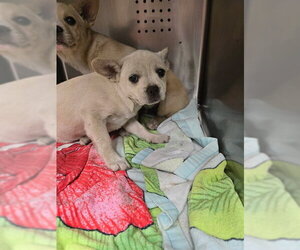 Mutt Dogs for adoption in Rancho Cucamonga, CA, USA