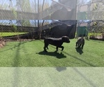 Small #6 America Bandogge Mastiff