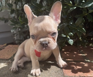 French Bulldog Puppy for sale in ATLANTA, GA, USA