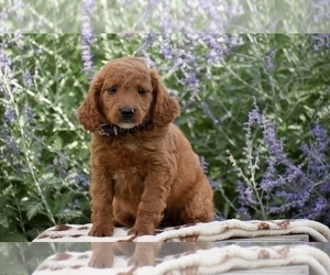 Goldendoodle (Miniature) Puppy for sale in CHRISTIANA, PA, USA