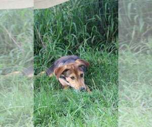 Diva - Female Labrador Retriever-Unknown Mix Dog for Adoption - Photo #3