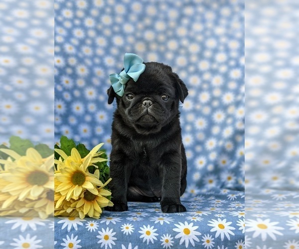 Medium Photo #3 Pug Puppy For Sale in COCHRANVILLE, PA, USA