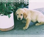 Puppy Dark Green Labrador Retriever