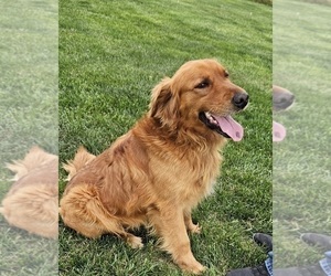 Father of the Golden Retriever puppies born on 03/01/2025