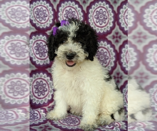 Medium Photo #2 Sheepadoodle Puppy For Sale in LANCASTER, PA, USA