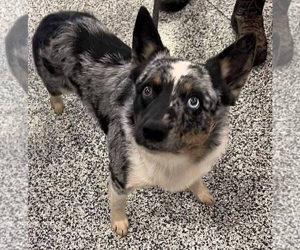 Medium Photo #12 Australian Shepherd-Unknown Mix Puppy For Sale in Highland, IL, USA