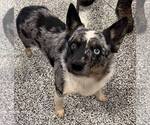 Small #11 Australian Shepherd Mix