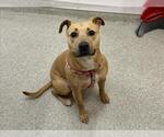 Small Black Mouth Cur Mix