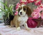 Small #2 Cavapoo